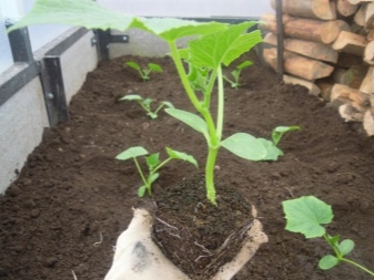 How to plant cucumbers in a greenhouse seedlings?