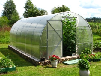 ¿Cómo plantar pepinos en un invernadero con plántulas?