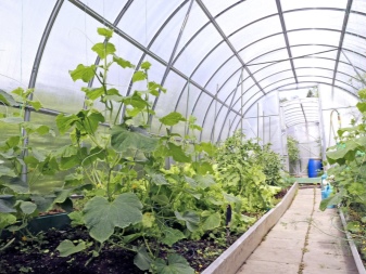 How to plant cucumbers in a greenhouse seedlings?