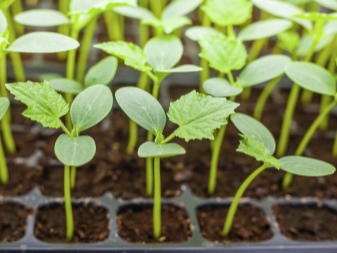 Ako pestovať uhorky v skleníku sadenice?