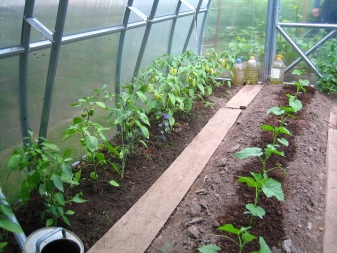 Yadda za a dasa cucumbers a cikin wani greenhouse seedlings?