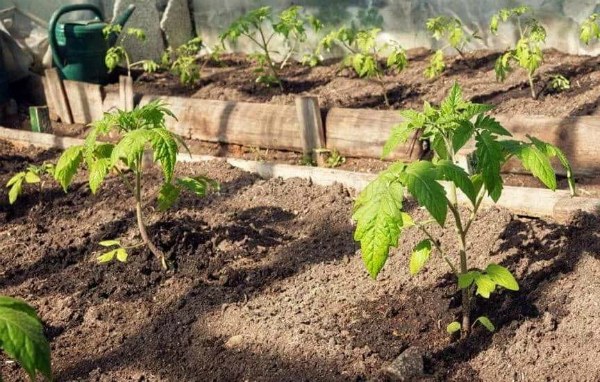 温室にトマトを植える方法