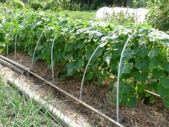 Cultivation of cucumbers