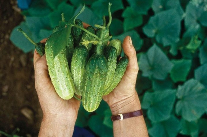 How to get cucumber seeds at home?