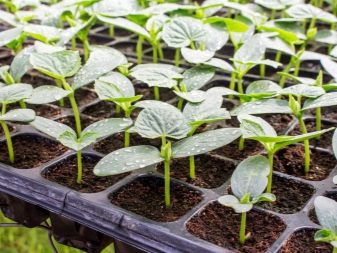How to grow seedlings of cucumbers?