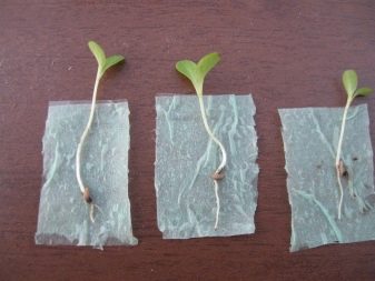 How to grow seedlings of cucumbers?