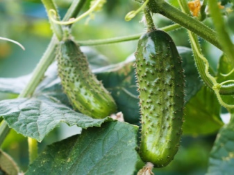 Why are cucumbers bitter and what to do so that they do not taste bitter?