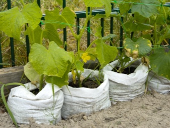 Description of beds for cucumbers and their preparation