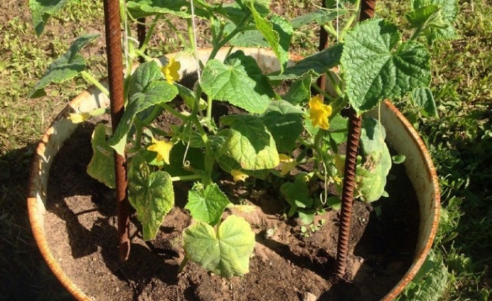 How to tie up cucumbers in the open field?