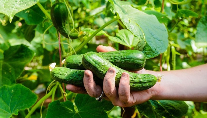 How long do cucumbers grow?