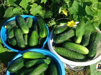 Hoe lang groeien komkommers?