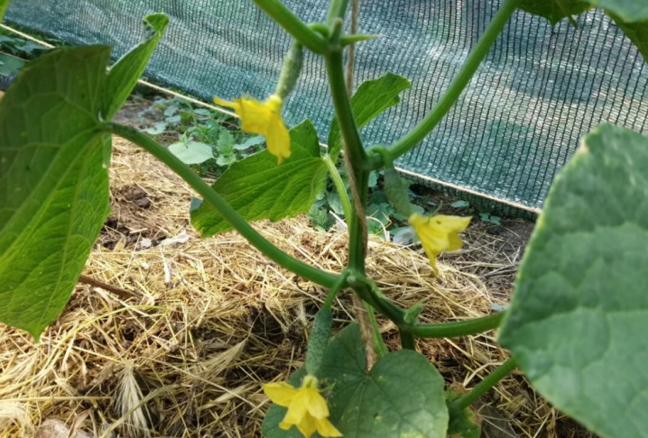 Do I need to cut off the leaves of cucumbers and how to do it?