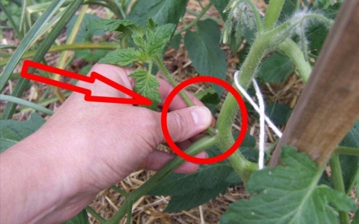 How to stepson cucumbers in a greenhouse?
