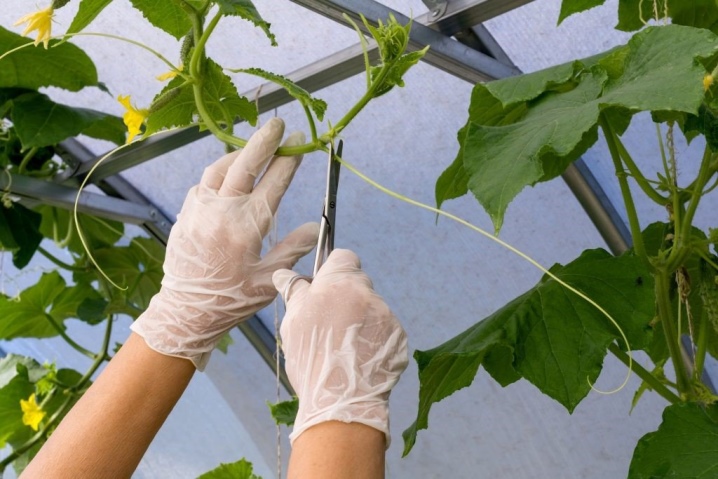 How to stepson cucumbers in a greenhouse?