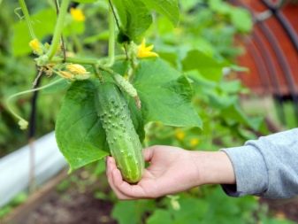 Hva å plante med agurker i et drivhus og åpent felt?