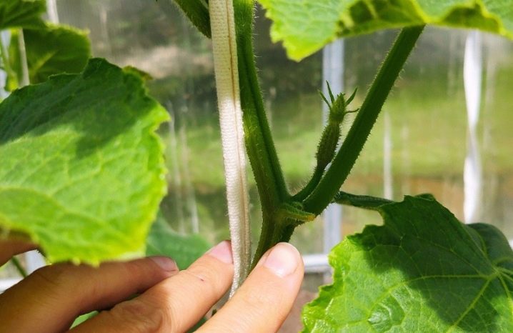 The nuances of the formation of cucumbers in the greenhouse