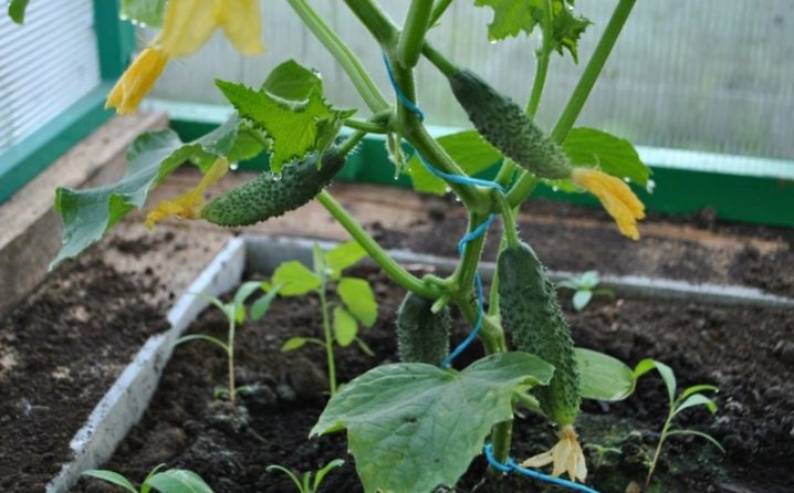 The nuances of the formation of cucumbers in the greenhouse