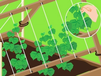Ako viazať uhorky v polykarbonátovom skleníku?