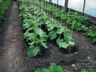 Yadda za a ɗaure cucumbers a cikin greenhouse polycarbonate?