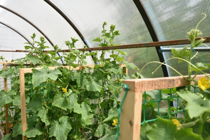 How to tie up cucumbers in a polycarbonate greenhouse?
