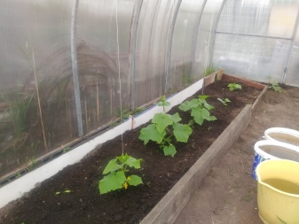 Hvordan binder man agurker i et polycarbonatdrivhus?