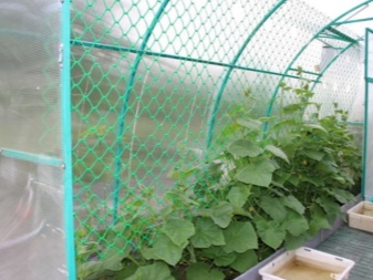 Come legare i cetrioli in una serra in policarbonato?