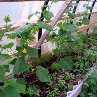 Hvordan binde opp agurker i et drivhus av polykarbonat?