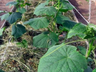Hur man binder upp gurkor i ett polykarbonatväxthus?