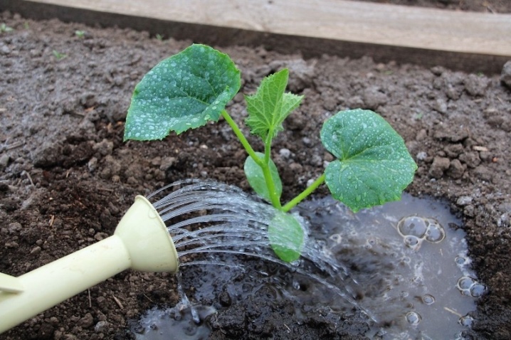 Varför växer inte gurkor i ett växthus och vad ska man göra?