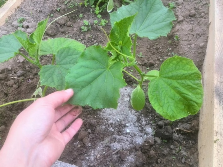 Why cucumbers do not grow in a greenhouse and what to do?