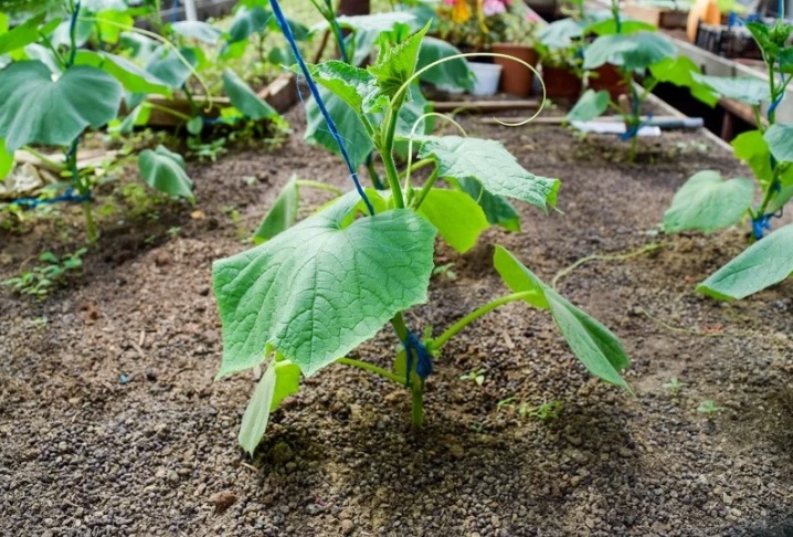 Hvorfor vokser ikke agurker i et drivhus og hva skal jeg gjøre?