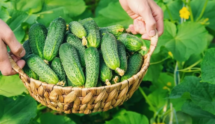 Alles over het kweken van komkommers in emmers