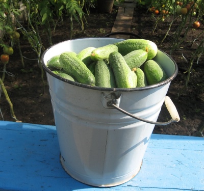 Alt om å dyrke agurker i bøtter