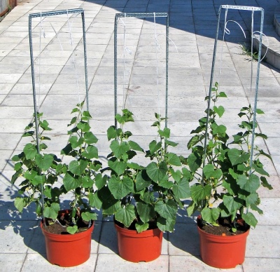 All about growing cucumbers in buckets