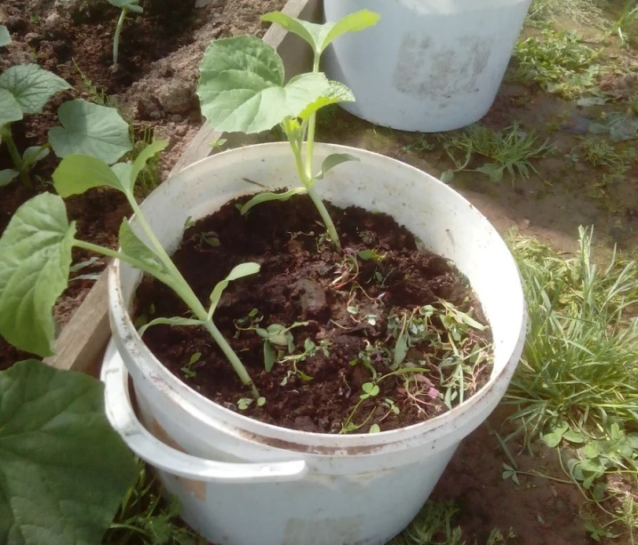 Tutto sulla coltivazione di cetrioli in secchi