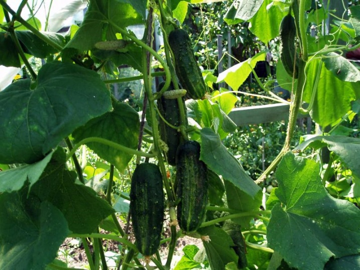 All about growing cucumbers in buckets