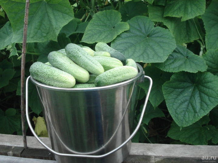 Alles over het kweken van komkommers in emmers