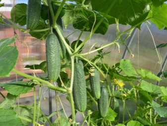 How to stepson cucumbers?