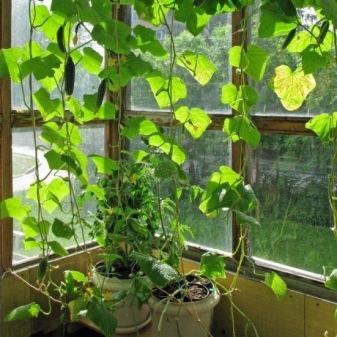 All about growing cucumbers on the balcony