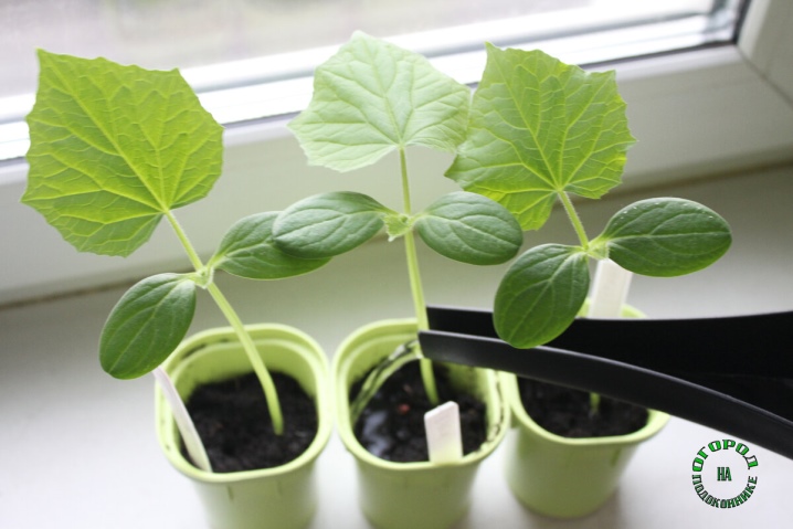 All about growing cucumbers on the balcony