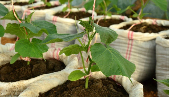 Tutto sulla coltivazione di cetrioli in sacchetti