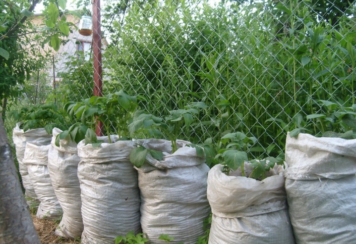 Todo sobre el cultivo de pepinos en bolsas.