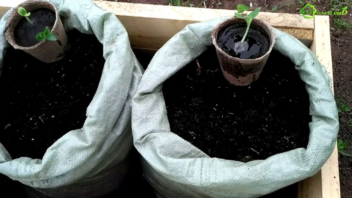 Alt om å dyrke agurker i poser