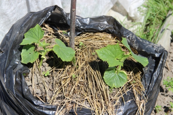 All about growing cucumbers in bags