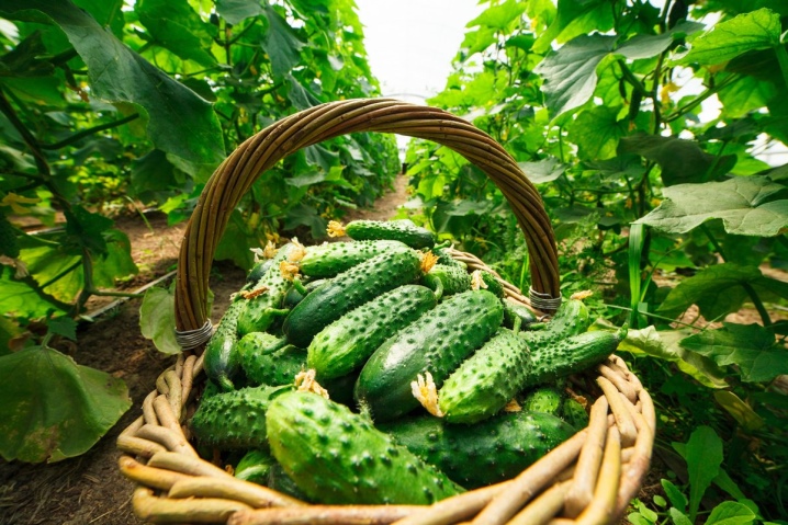 All about growing cucumbers in bags