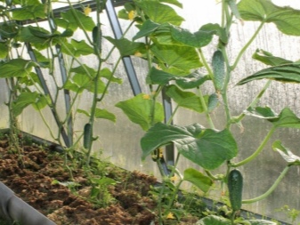 Hur man skär gurkor i ett växthus?