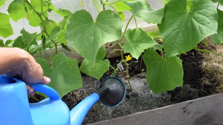 Hur man skär gurkor i ett växthus?