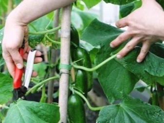 How to cut cucumbers in a greenhouse?