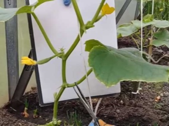 How to cut cucumbers in a greenhouse?