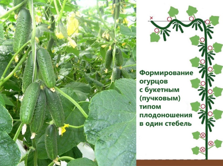 Options for the formation of cucumbers in the open field